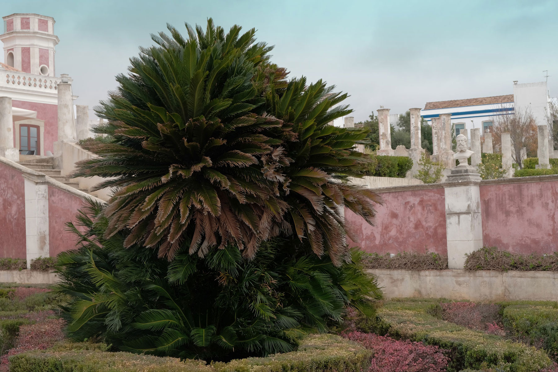 Fotografie eines Garten mit großem Palmenbusch und pastelfarbener Architektur