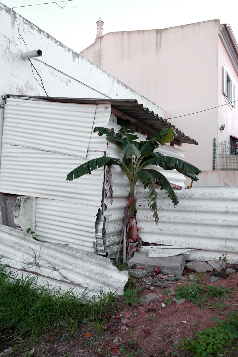 Palme vor einer kleinen Hütte aus Dachblech