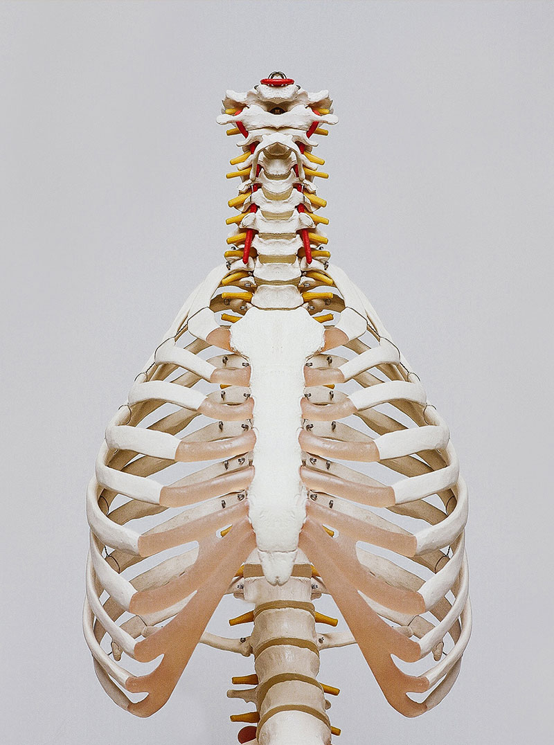 Redesign & Webdesign für Heilpraxis Jörg Jährling in Frankfurt Fotografie eines Skeletts